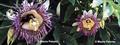 passion vine